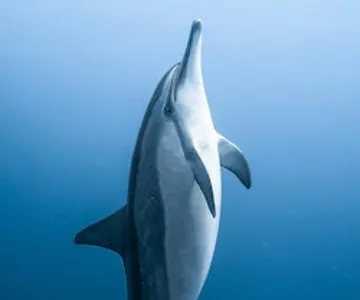 Algarve: Whale & Dolphin Spotting Boat Tour